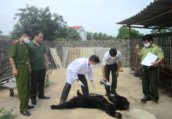 Báo[-]động[-][-]thực[-]trạng[-]gấu[-]nuôi[-]nhốt[-]bị[-]chết[-]ở[-]Hạ[-]Long